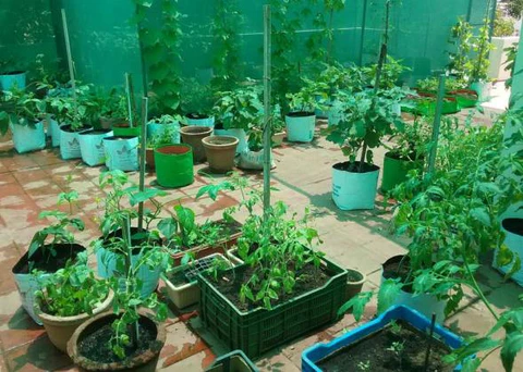 Organic farming