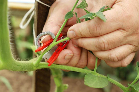 Organic farming