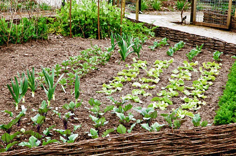 Organic farming