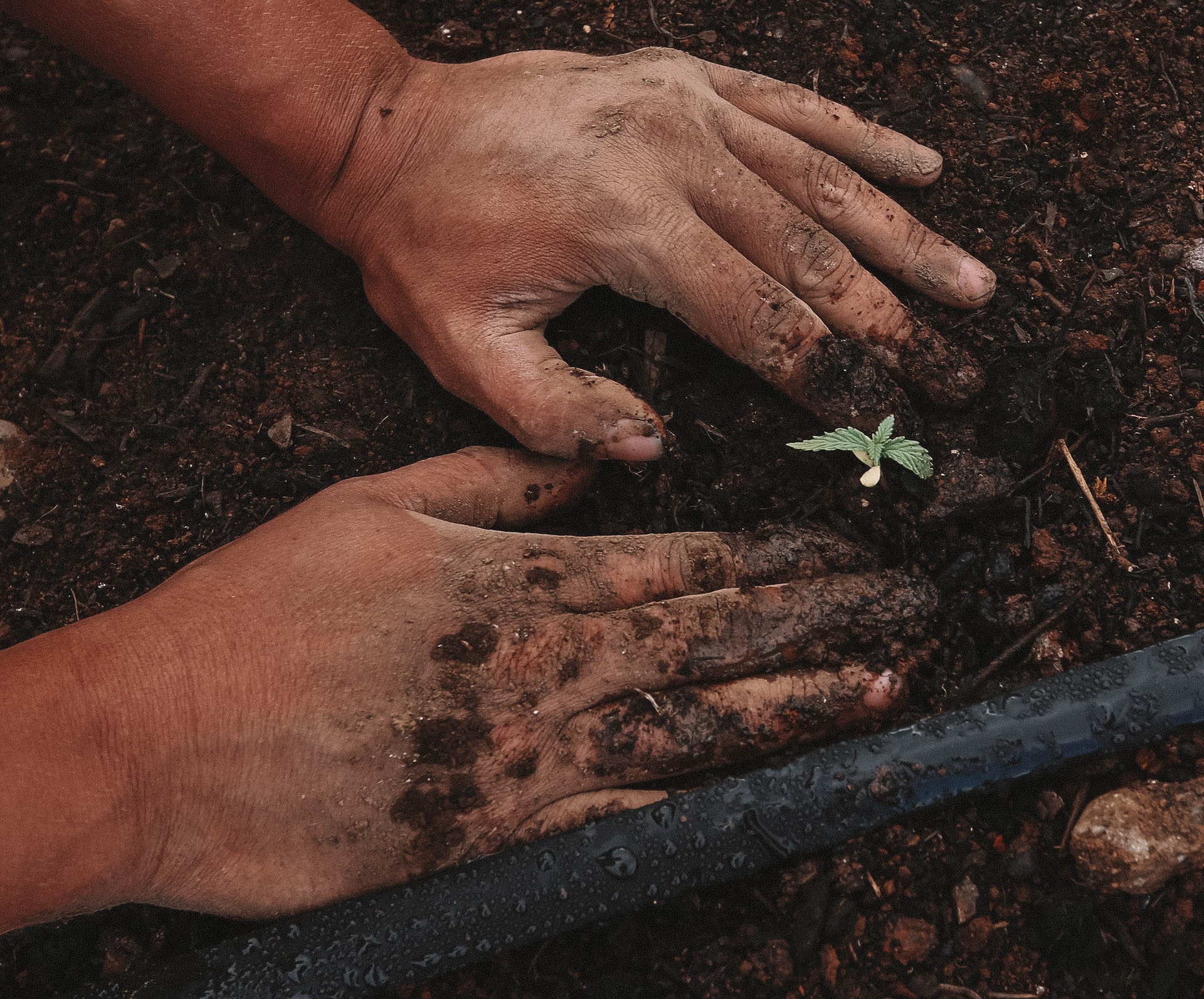 Sowing & Crop Planning